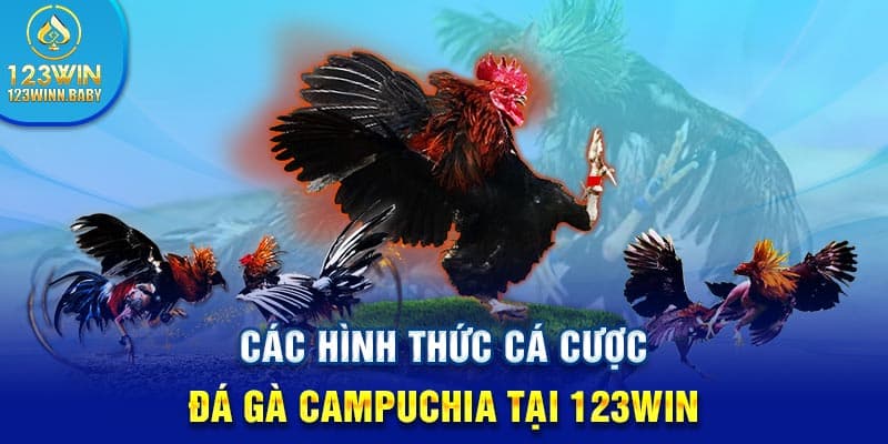 Các hình thức cá cược đá gà Campuchia tại 123win