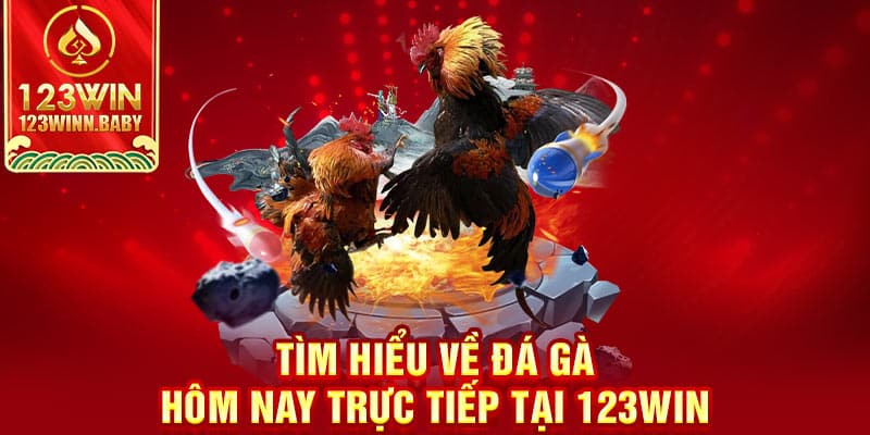 Tìm hiểu về đá gà hôm nay trực tiếp tại 123win