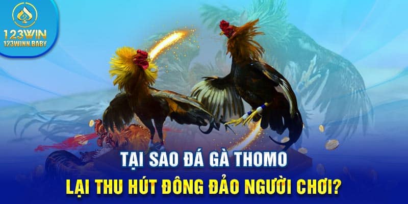 Tại sao đá gà thomo lại thu hút đông đảo người chơi?