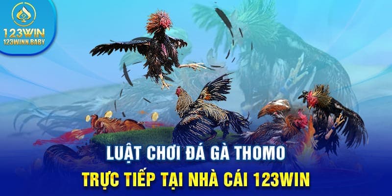 Luật chơi đá gà thomo trực tiếp tại nhà cái 123win