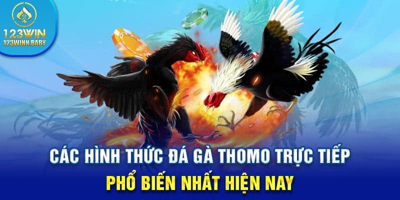 Các hình thức đá gà thomo trực tiếp phổ biến nhất hiện nay