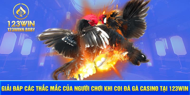 Giải đáp các thắc mắc của người chơi khi coi đá gà casino tại 123win