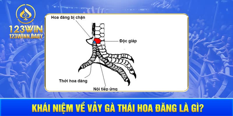 Khái niệm về vảy gà thới hoa đăng là gì?